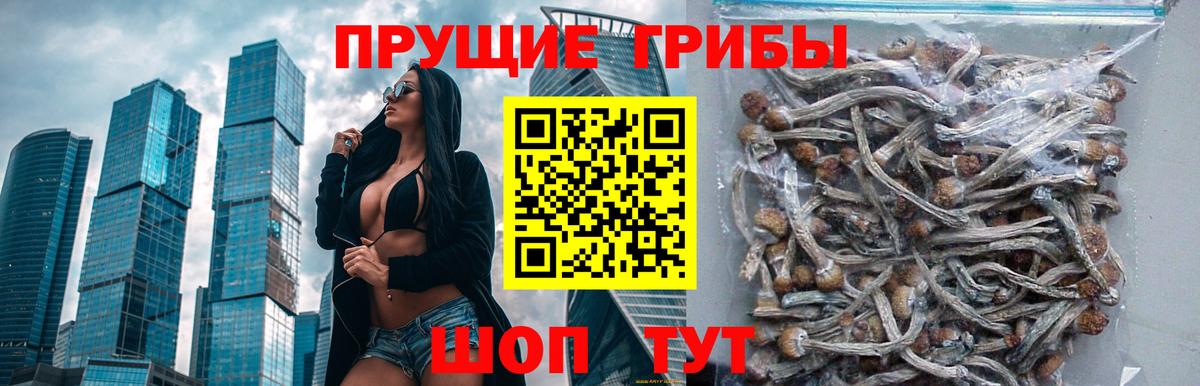 Камень-на-Оби  Псилоцибиновые грибы мухоморы  Вход с VPN 